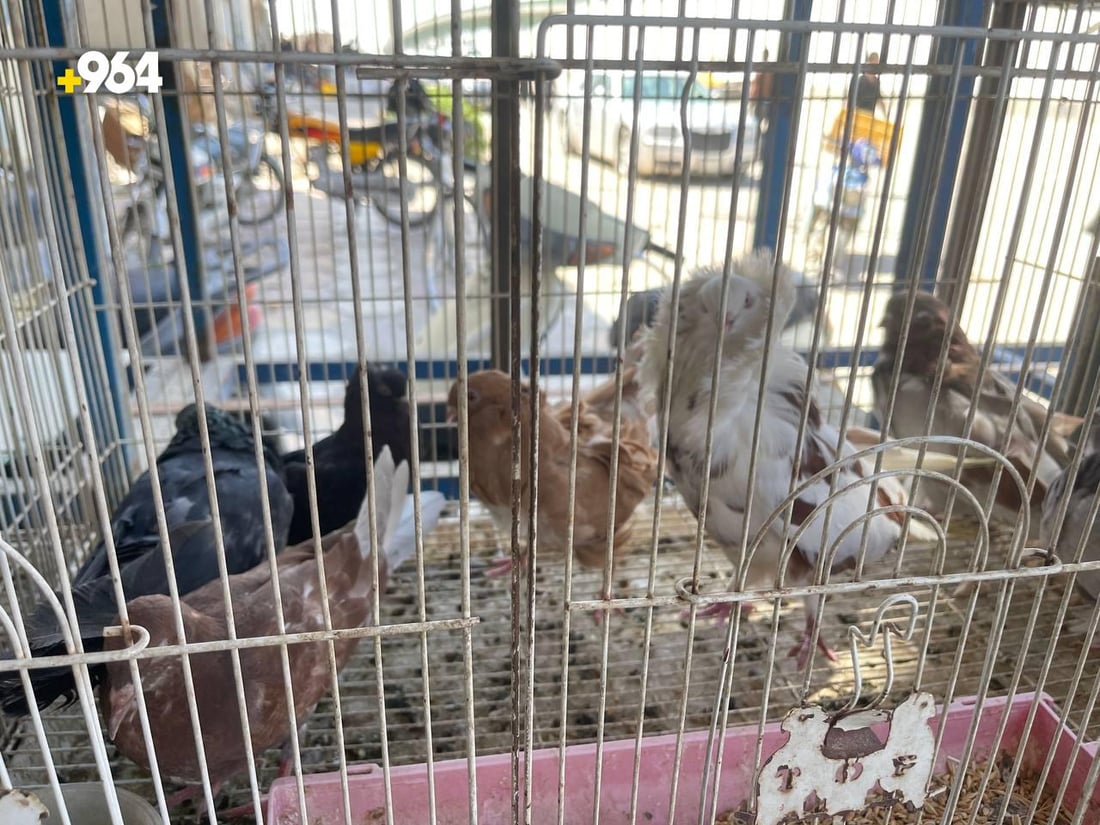 صور: الببغاء الإيراني والباكستاني بأعلى الأسعار في القرنة.. المسابقات أشعلت السوق