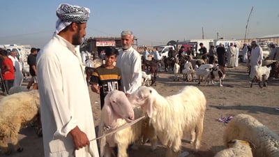 فيديو: ضوابط الذبح تربك بورصة لحوم الزبير.. تجارة “الحلال” مستحيلة!