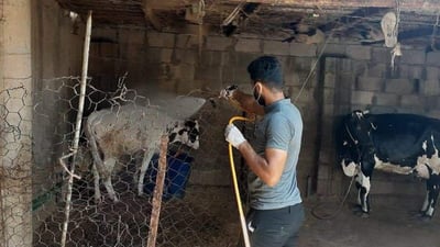 للحفاظ على “السيبة خالية من النزفية”.. صور لحملة التطهير بجهود بيطرة أبو الخصيب