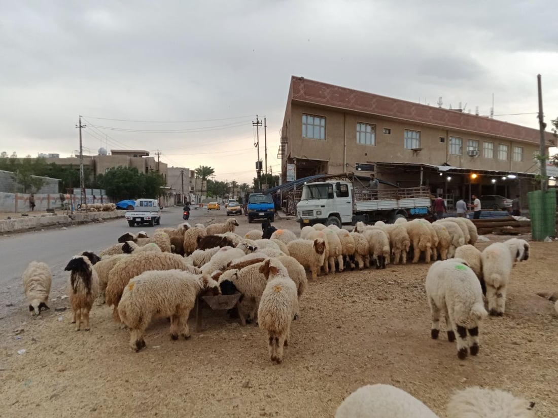 3 وزارات: بيع الغنم على الأرصفة يضبط أسعار اللحم ومن الصعب معاقبة المخالفين