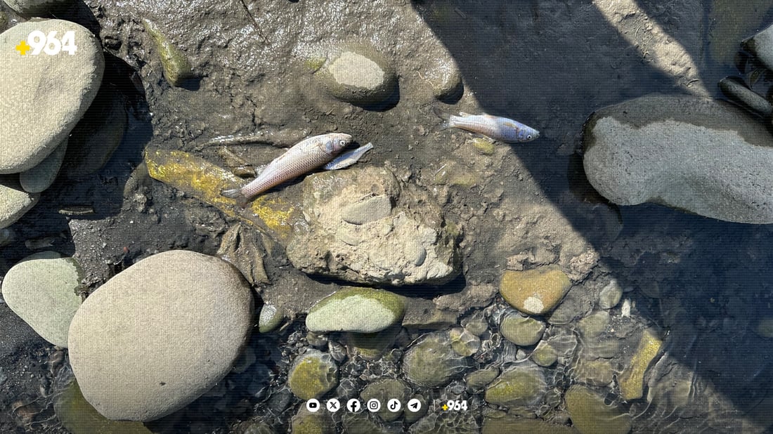 964 بووە هۆی رزگاربوونی هەزاران ماسی خابوور لە مرداربوونەوە