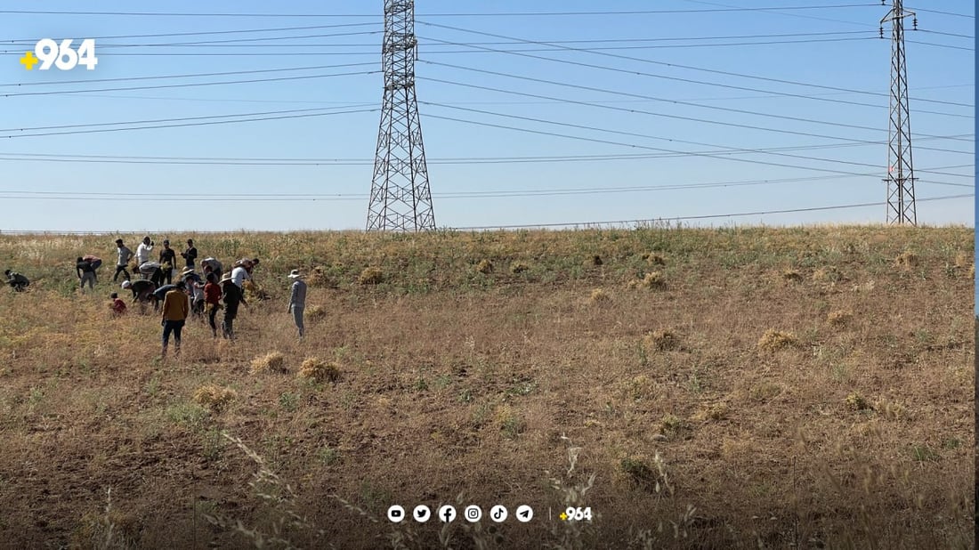 ئاکرێ.. 2985 دۆنم چاندراوە و چاوەڕوانی 597 تۆن نۆک دەکەن