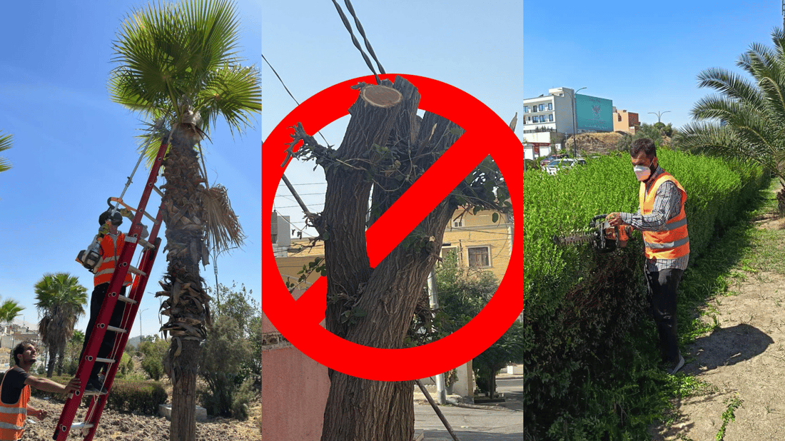 Sulaymaniyah Parks Directorate warns against tree pruning during autumn