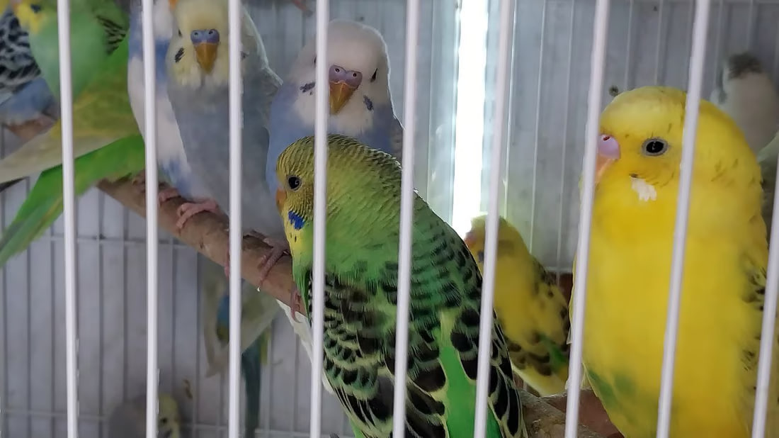 Lovebirds as New Year’s gifts in Al-Qa’im