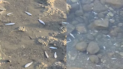 ماسیەکانى سەرچاوەى ئاوى تابین رزگار دەکرێن