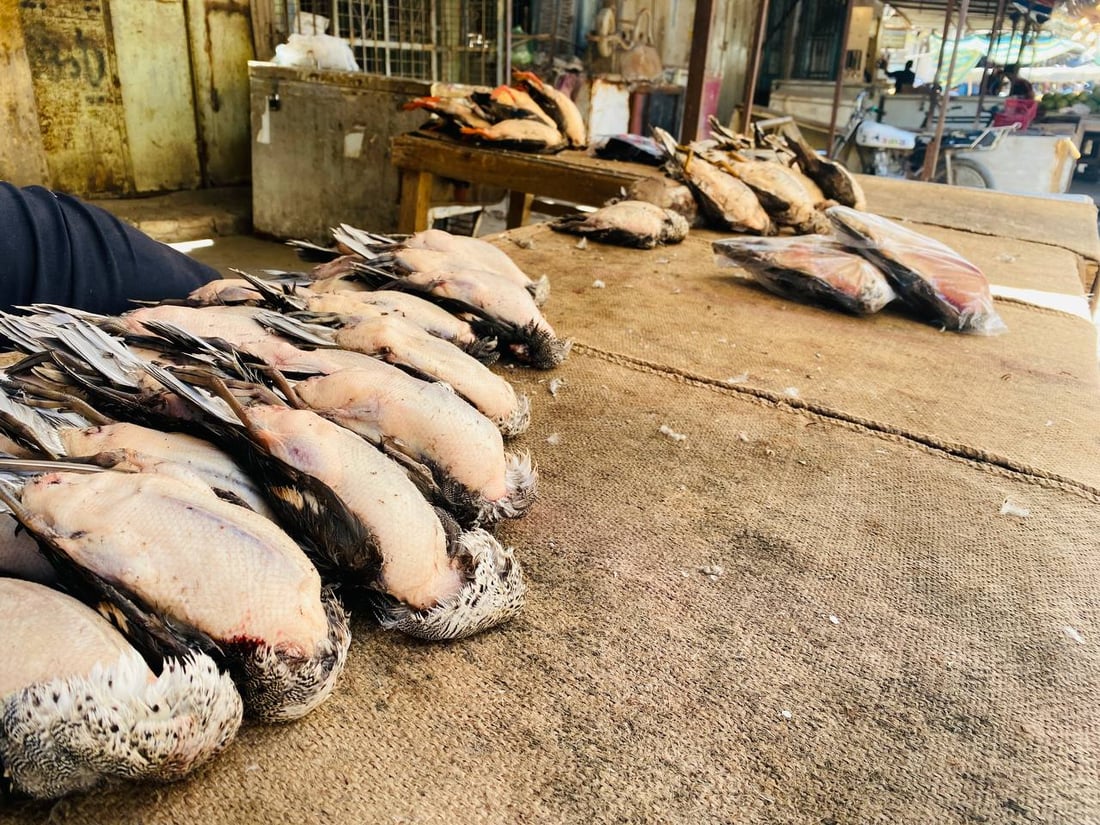 لا طيور ولا صيادين في ميسان.. الجفاف يطرد ”الحجل“ و“أبو طوق” من الأهوار (صور)