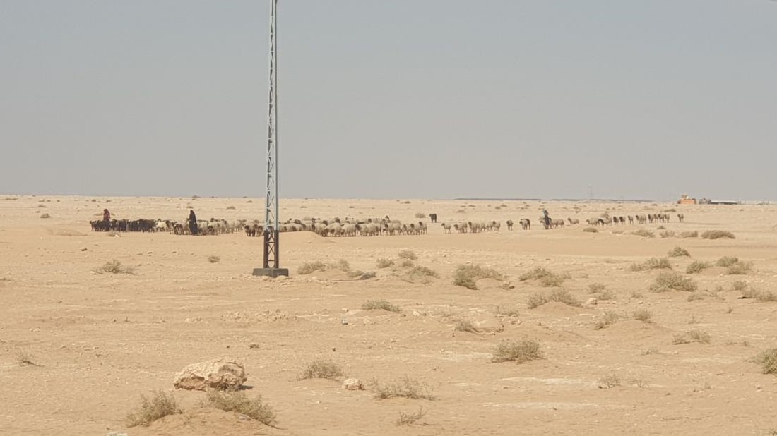 بدو السماوة: الإبل تنتظر.. والأغنام انتقلت إلى صحراء “السلمان” (صور)