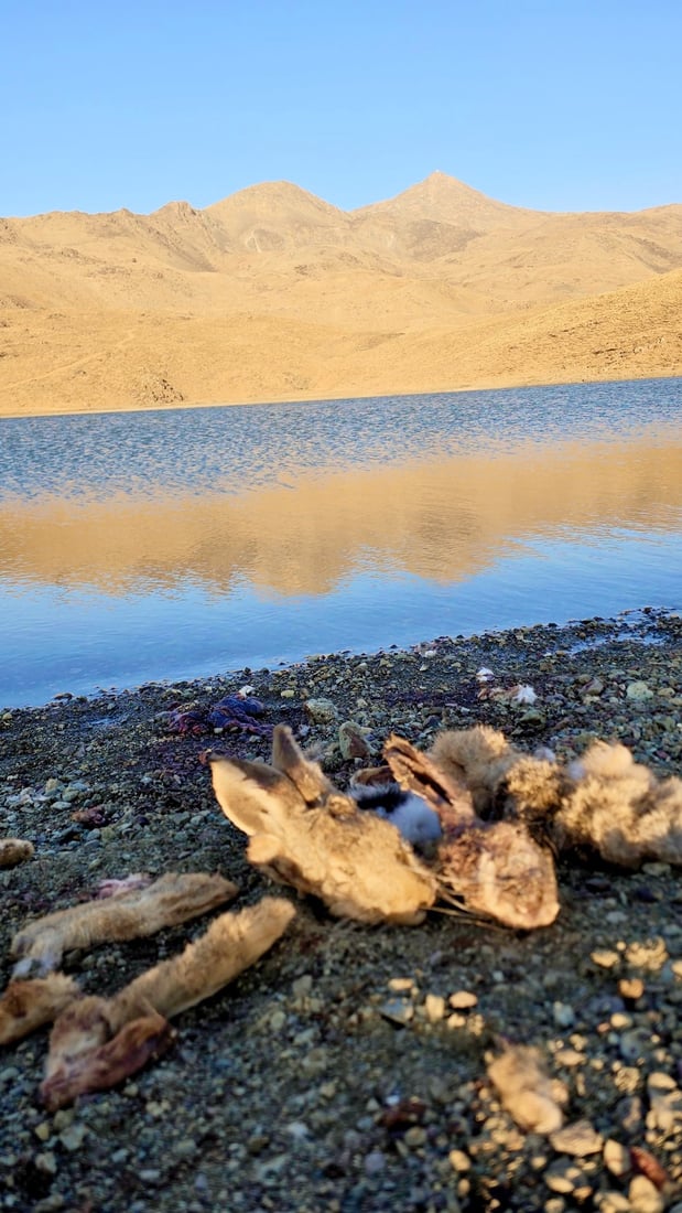 له‌ كوێستانێكی برادۆست راوى به‌كۆمه‌ڵى ئاژه‌ڵ و باڵنده‌ كێویه‌كان ده‌كرێت