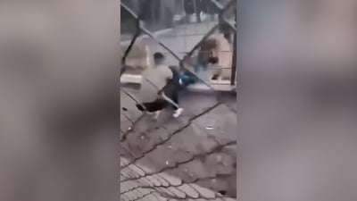 نمر يفترس طفلاً في متنزه الزوراء (فيديو)