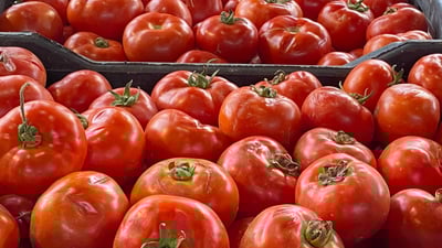 تەماتە کەمێک گران بوو؛ هەر کیلۆیەک 200 دیناری چووەسەر