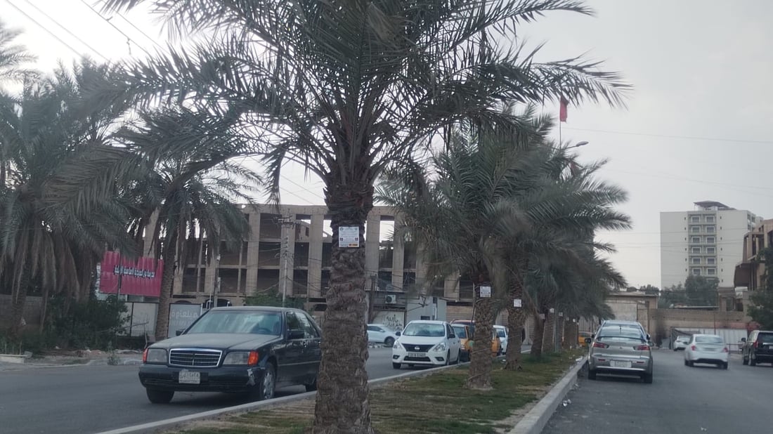 صور: تعليق عبارة “محمية بموجب القانون” على أشجار بغداد في السيدية والبياع