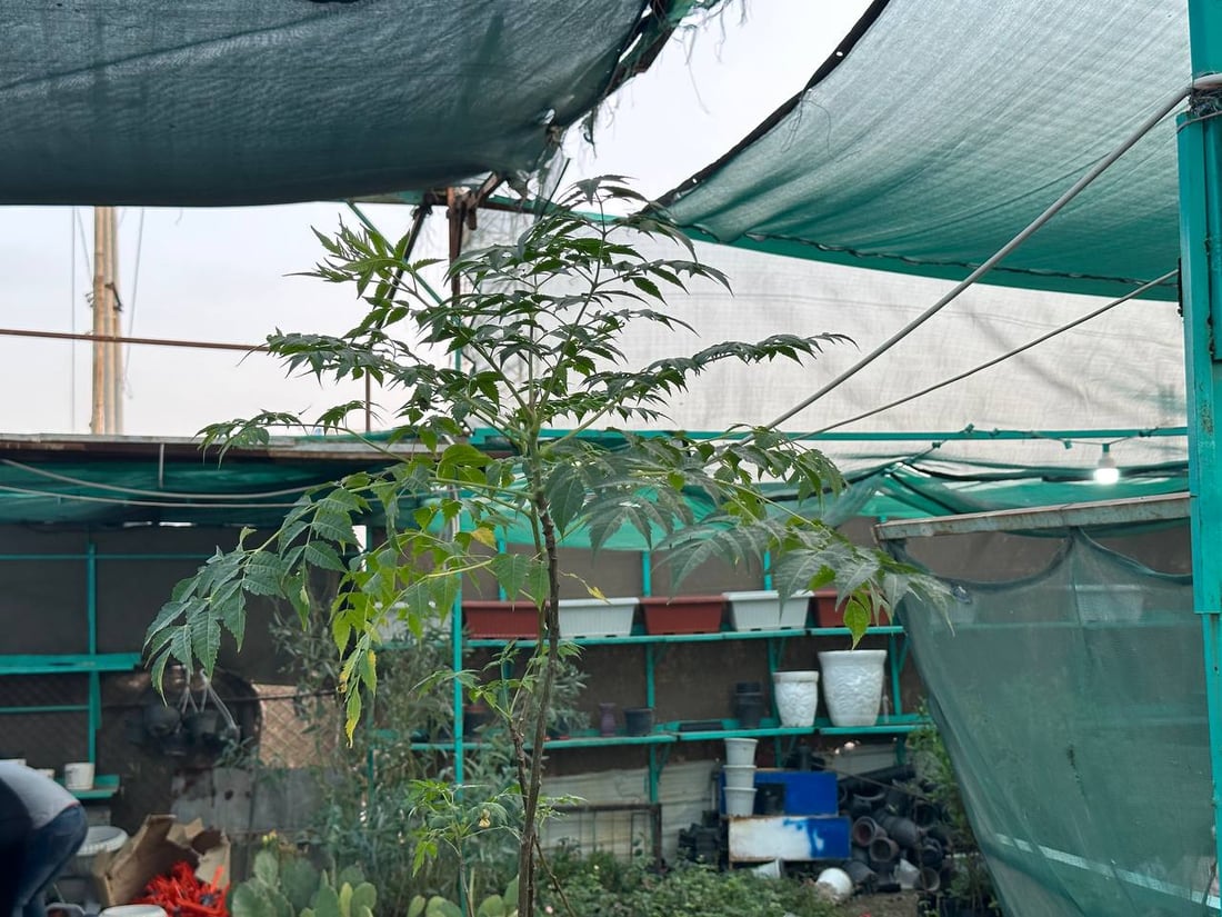 أوكسجين وخضرة دائمة.. سمعة “السبحبح” تزيح “الكاربس” السيء عن شوارع الكوت (صور)