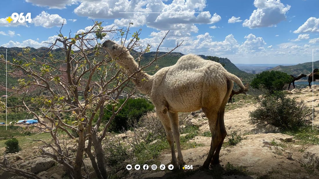 شوانکارێکی موسڵ بۆ لەوەڕاندن حوشترەکانی هێناوەتە گوندێکی دهۆک