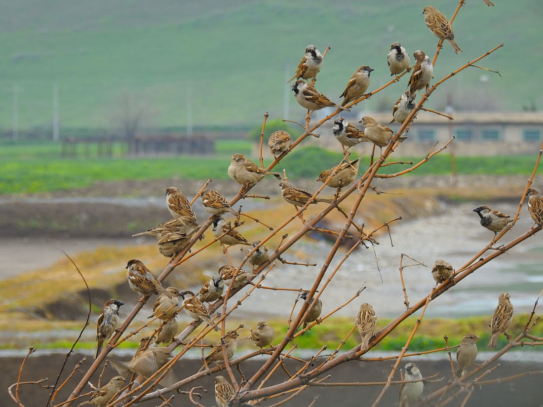 چۆلەکەی پاساری لەشار دورکەوتوونەتەوە