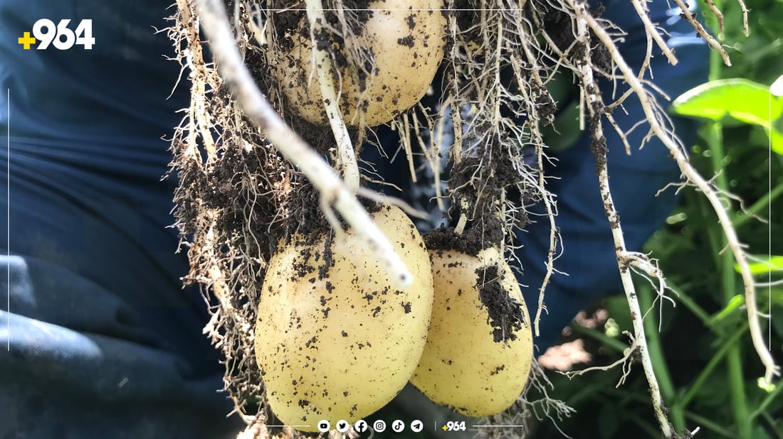 پەتاتە ئۆتۆمبێل بە جوتیارێک دەفرۆشێت