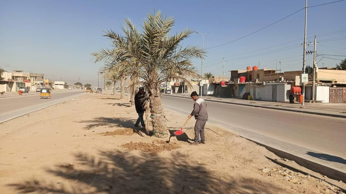 Umm Qasr launches palm tree care campaign