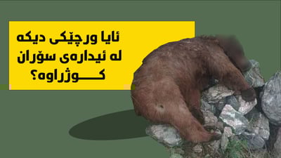 964 به‌دواداچوونى بۆ كوشتنى ورچێكی دیكه‌ له‌ كوێستانه‌كانى باڵه‌كایه‌تى ده‌كات