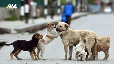 Kirkuk municipality initiates construction of stray dog sanctuary