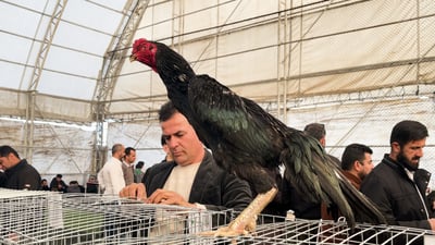 لە پێشانگای نمایشی پەلەوەر کەڵەشێری تیایە نرخەکەی پێنج هەزار دۆلارە