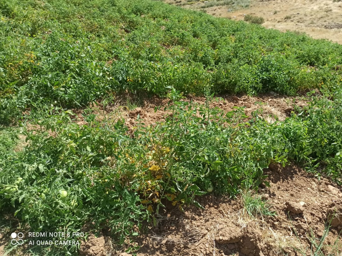 رەشەباکەی پشدەر هەڕەشە لە بەروبوومی جوتیاران دەکات