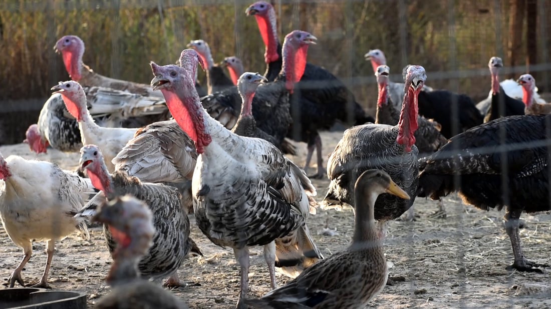 حفلات “باربكيو” ومسابح باردة.. صور من شاليهات الصقلاوية البعيدة عن صخب المدينة