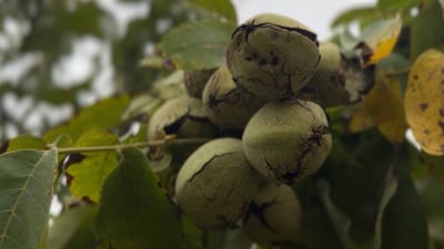 گوێزی باڵەکایەتی نەخۆشی نەماوە و بە باشی پێگەیشتووە
