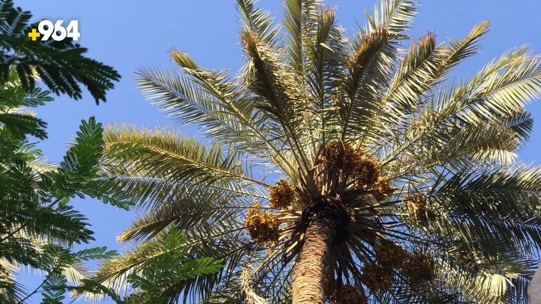 صور: نخيل كربلاء يقاوم الجفاف بمياه الآبار.. الموسم نجح بوفرة البرحي والبريم