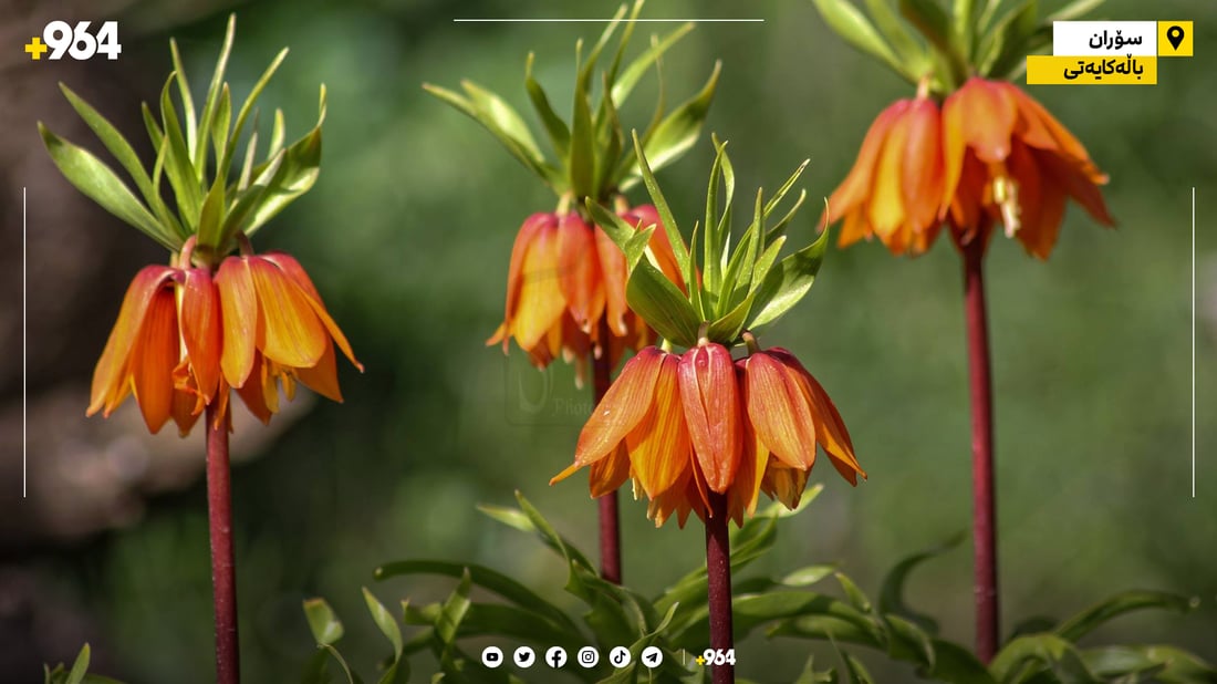 پڕۆژه‌یه‌ك بۆ به‌زیندووهێشتنه‌وه‌ى گوڵه‌ شلێر به‌ڕێوه‌ده‌چێت