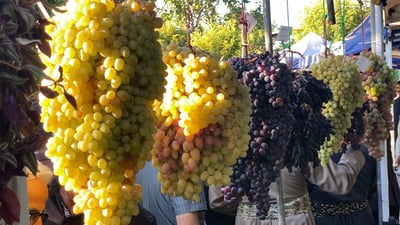 فيديو: عنقود فرنسي وزنه كيلو في أربيل.. الأمريكي نفد في مهرجان العنب
