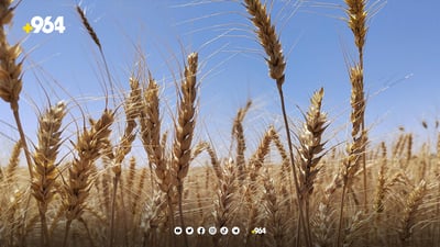 85%ـى دوا پاره‌ى هاتووى گه‌نمى جوتیارانی هەرێم دابه‌شكراوه‌