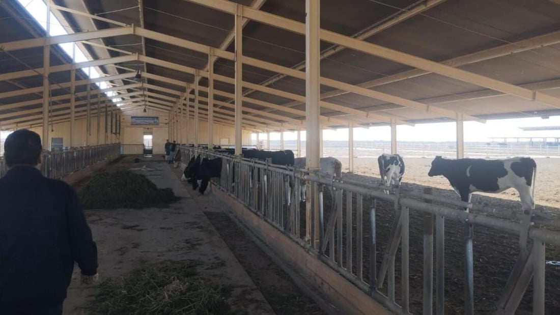 بعد منع دخول المواشي وحملة التلقيح.. واسط تعلن خلوها من “القلاعية”