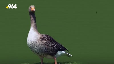 Demand and prices for geese soar in Erbil ahead of winter months