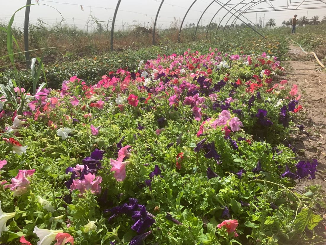 قد لا يعرفها كثير من أهل بغداد.. “العدوانية” البعيدة مصدر نباتات المطار النادرة