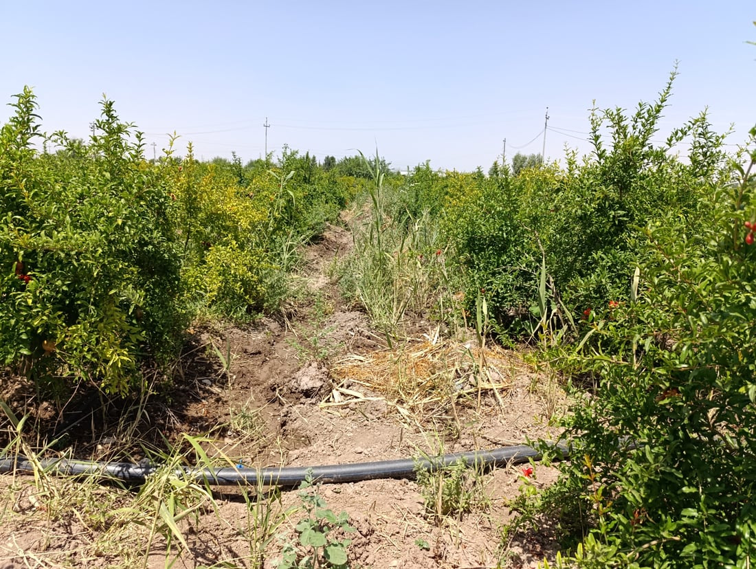 باخە هەنارەکانى هەڵەبجە نەخۆشن