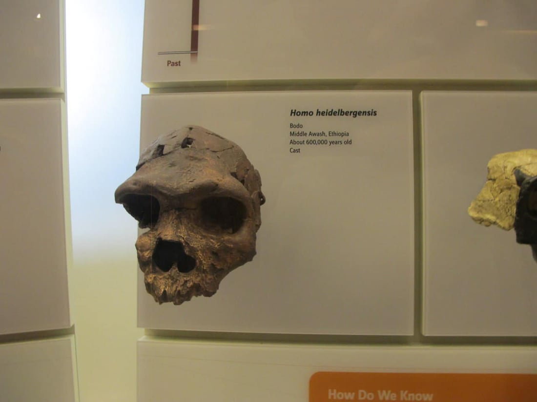 60 ساڵ لەمەوبەر کەللەسەرێکی دیکەی مرۆڤی نیاندرتاڵ دروستکراوەتەوە