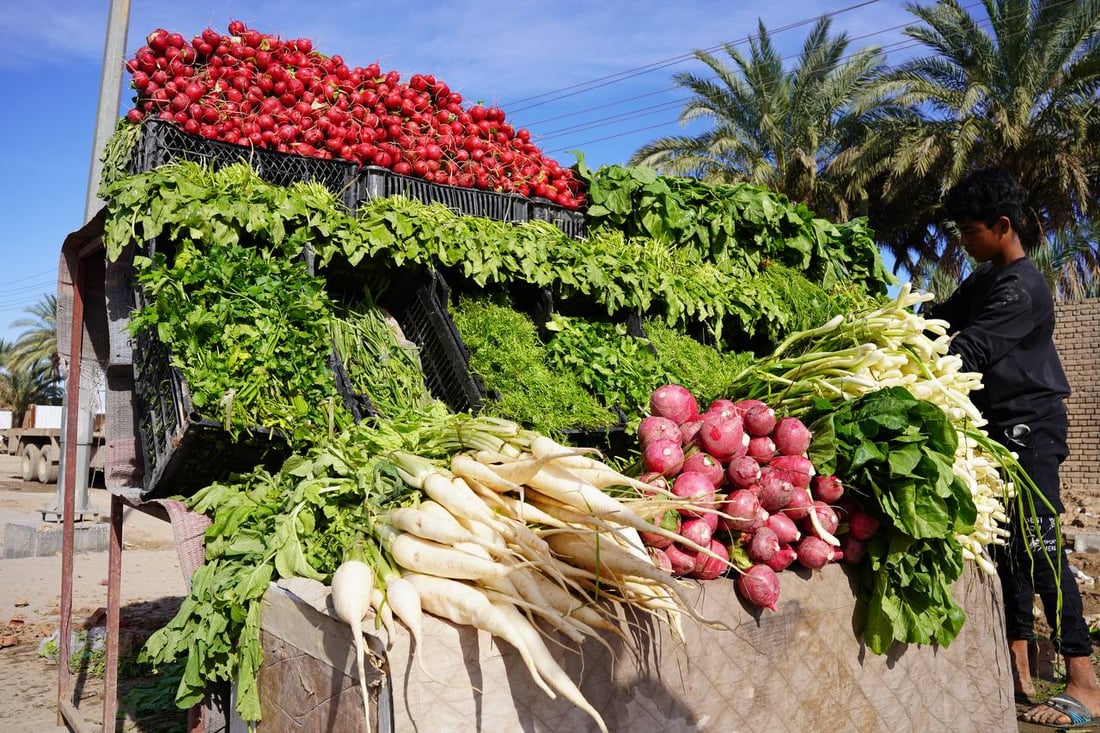 صور مبهجة: خضروات بعقوبة كلها من ديالى.. إنتاج المرادية وأم الكرفس يغطي كل شيء