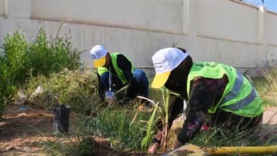 شباب القائم يغرسون 2500 شتلة لخفض التصحر وتنقية الأجواء (صور)