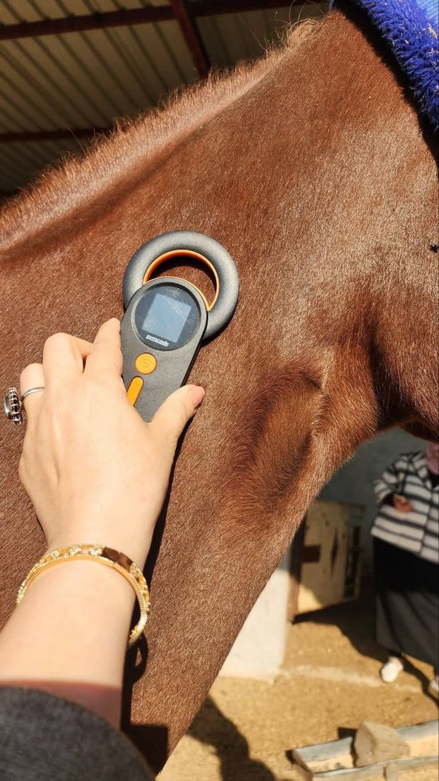 زراعة نينوى توثق خيول تلكيف.. هويات وقاعدة بيانات لرفع الحظر عن العراق (صور)