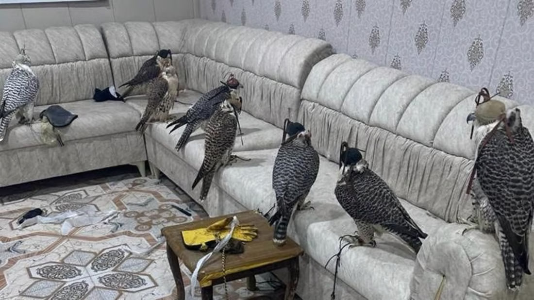Border authority seizes smuggled falcons at Safwan crossing