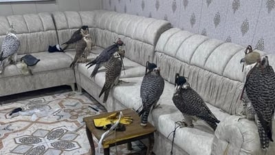Border authority seizes smuggled falcons at Safwan crossing
