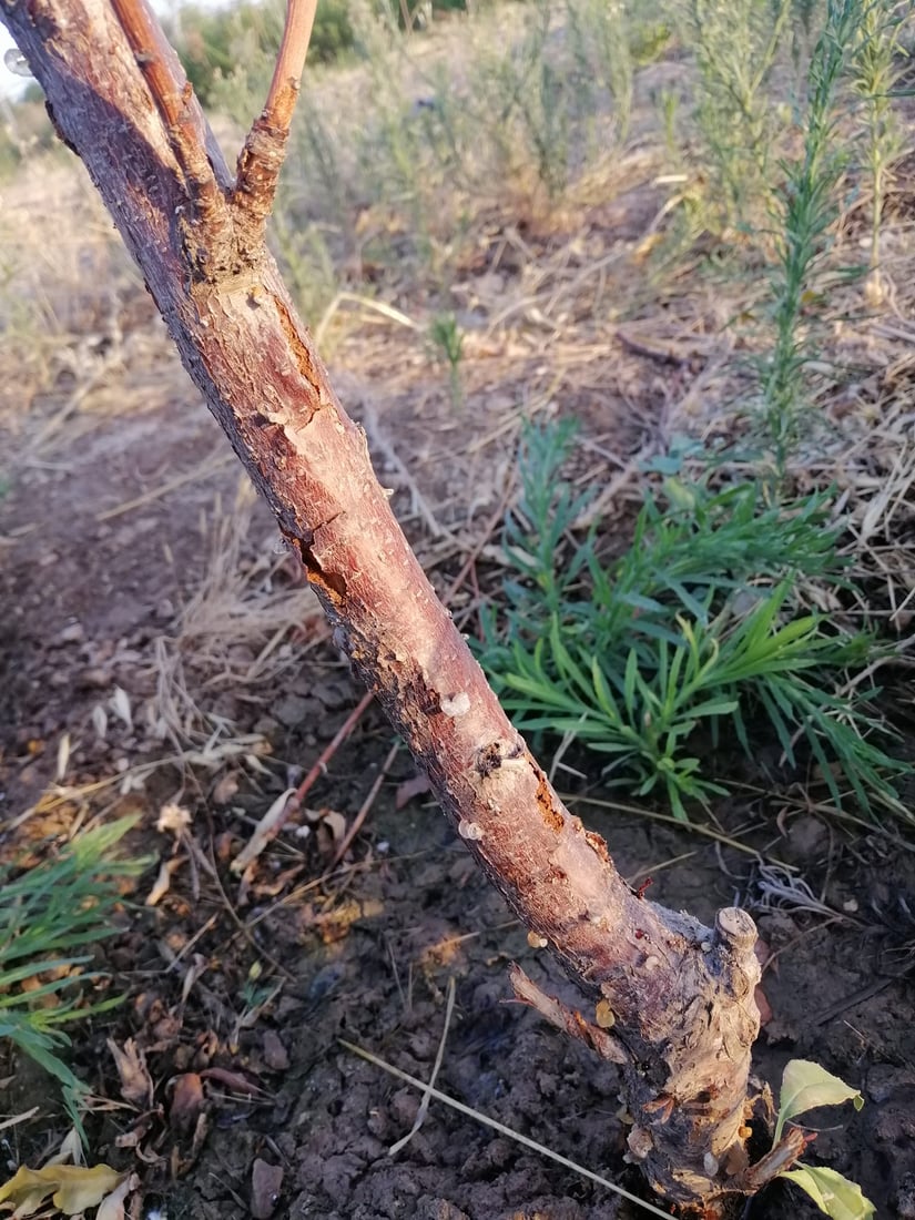 ژمارەیەک دار سیس بوون؛ گەرمایە و کرمیش لەناوە