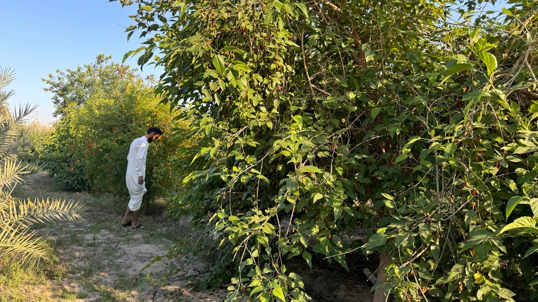 صور: أول قطفة “تكي” نجفي.. أبيض وأحمر بنكهة ربيع المشخاب و”للعزاز فقط” أحياناً