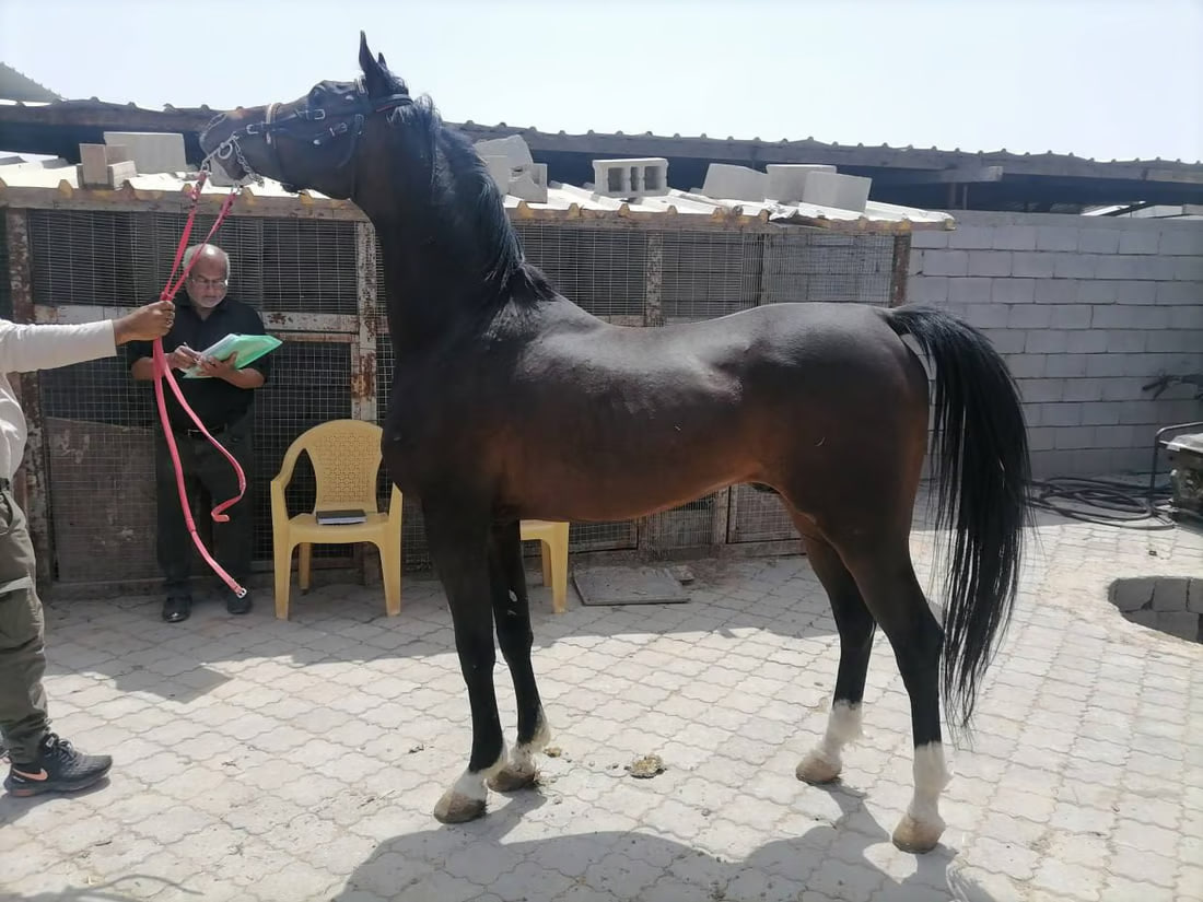Basra equestrian committee aims to lift international ban