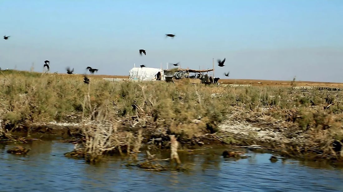 Observatory says hunting killed more than 1,000 migratory birds in southern marshes