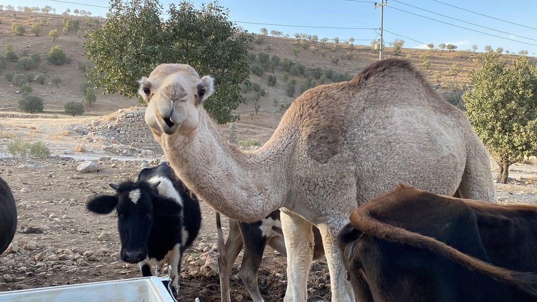Curious camel joins cows in Rawanduz highlands after adapting to mountainous life