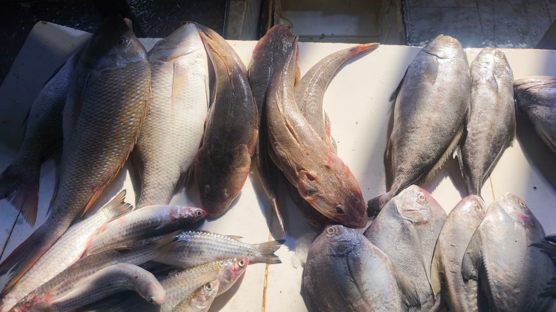 صور من مرسى الفاو: البحارة عادوا بأطنان من البياح والنويبي والروبيان