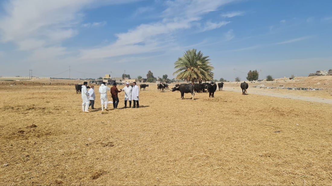 وفاة مؤكدة وأخرى مشتبه بها بالحمى النزفية في المثنى