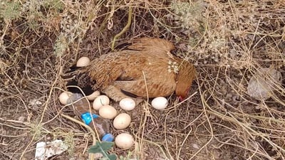 دەردی نەورەسەکان باڵندە و پەلەوەرەکانی خورماتووی گرتووەتەوە