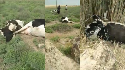 لە حەویجە پێنج سەر مانگا بەتەزووی کارەبا مرداربوونەوە