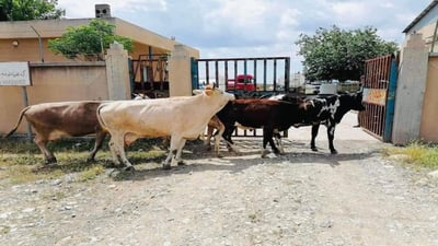 ئەندازیارێک: قەزا و ناحیەکان ناوچەی کشتوکاڵین ئاژەڵ دەستبەسەر مەکەن